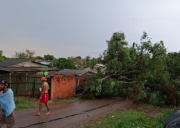 Queda de árvore na rua Gonçalves Dias, no bairro Placas Foto: Arquivo pessoal