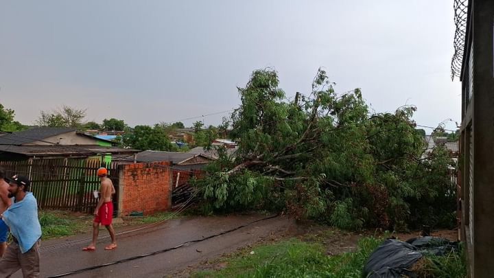 Queda de árvore na rua Gonçalves Dias, no bairro Placas Foto: Arquivo pessoal