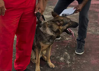 Foto: Reprodução/redes sociais