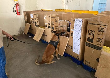 No último plantão antes da aposentadoria, cão da PF encontra drogas em agência dos Correios em Rio Branco