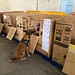 No último plantão antes da aposentadoria, cão da PF encontra drogas em agência dos Correios em Rio Branco