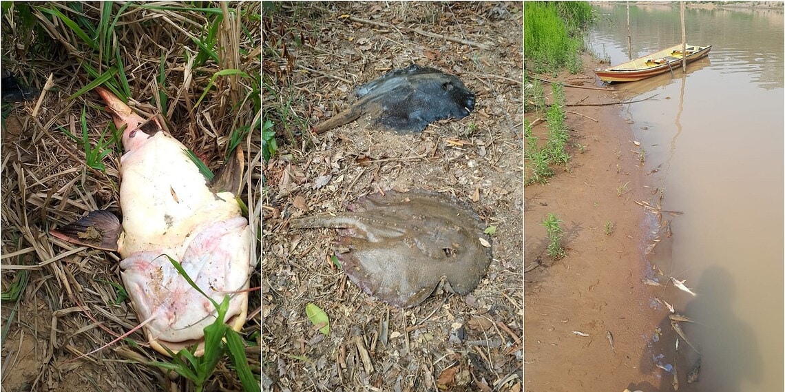 Após denúncia, Sema envia equipe técnica para investigar morte de peixes no Rio Acre