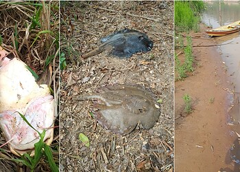 Após denúncia, Sema envia equipe técnica para investigar morte de peixes no Rio Acre