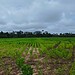 Foto: Arquivo/Idaf