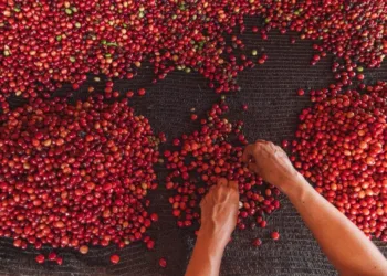 Foto: Diego Gurgel/Secom