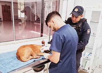 Cão ferido é socorrido por policiais militares e encaminhado para tratamento veterinário