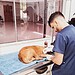 Cão ferido é socorrido por policiais militares e encaminhado para tratamento veterinário