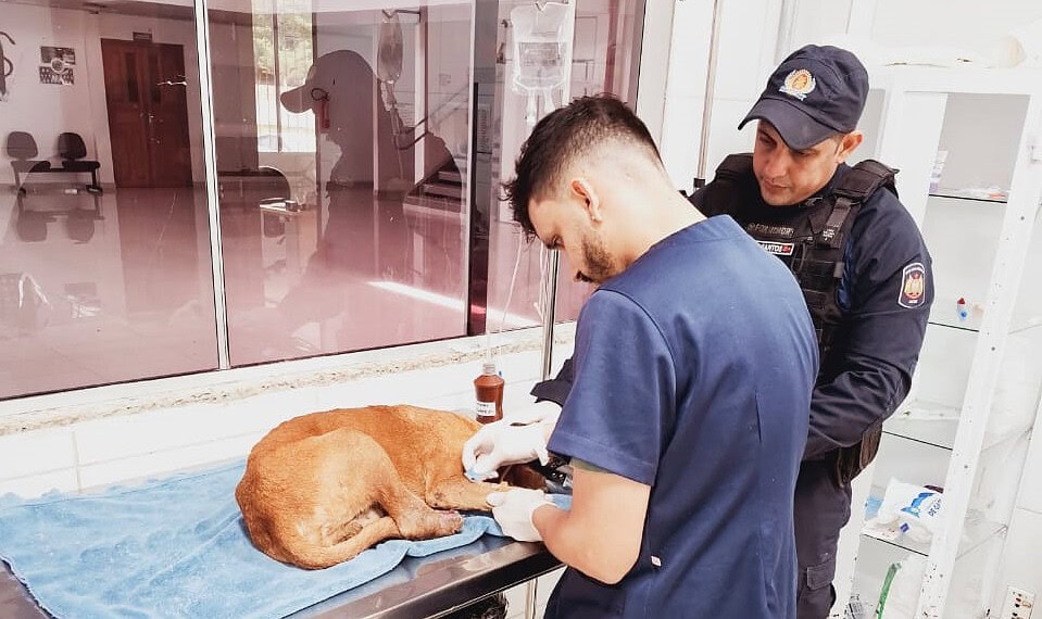 Cão ferido é socorrido por policiais militares e encaminhado para tratamento veterinário