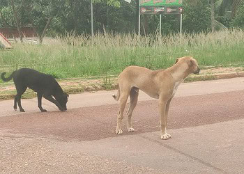 Foto: Evandro Derze/Assecom