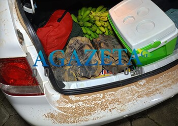 Militares do Policiamento Ambiental apreendem três jabutis e munições na Transacreana