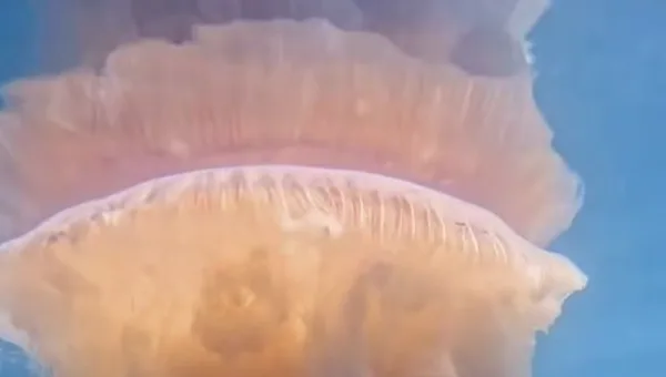 Água-viva gigante encontrada no Brasil é 4 vezes maior do que um homem