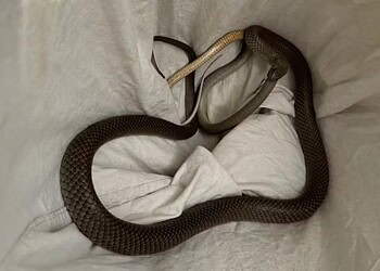 Antes de ser devolvida à natureza, a cobra foi deixada em um canto para terminar a sua refeição após ser resgatada — Foto: Reprodução/Facebook (Snake Catchers Adelaide)