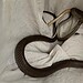 Antes de ser devolvida à natureza, a cobra foi deixada em um canto para terminar a sua refeição após ser resgatada — Foto: Reprodução/Facebook (Snake Catchers Adelaide)