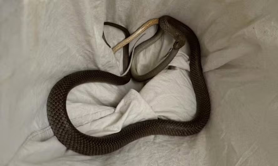 Antes de ser devolvida à natureza, a cobra foi deixada em um canto para terminar a sua refeição após ser resgatada — Foto: Reprodução/Facebook (Snake Catchers Adelaide)