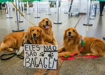 Foto: Fabio Rodrigues-Pozzebom/ Agência Brasil