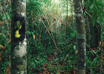 Trilha Chico Mendes. Foto: Marcos Rocha/Sete