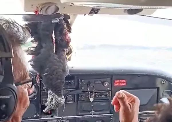 VÍDEO: Urubu colide com aeronave que faz rota no Acre durante pouso no Amazonas