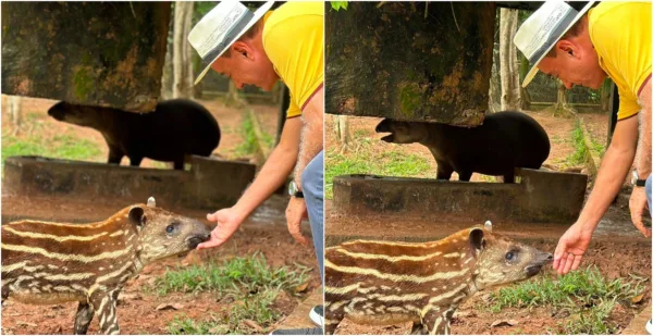 Bocalom conhece filhote de anta no Parque Chico Mendes: ‘Bela família’