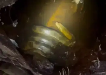 ‘Cafofo das sucuris’: vídeo mostra fêmea acasalando com vários machos em rio