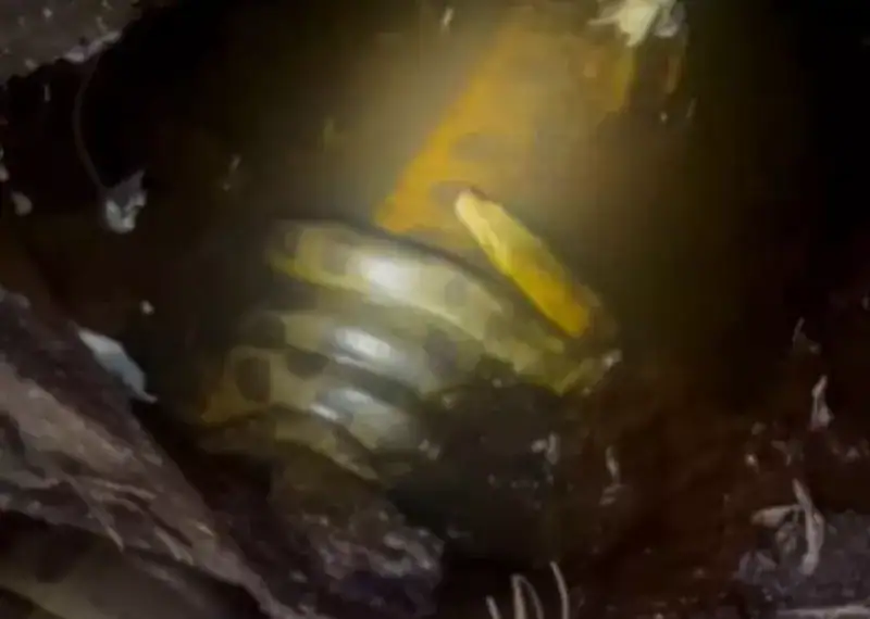 ‘Cafofo das sucuris’: vídeo mostra fêmea acasalando com vários machos em rio