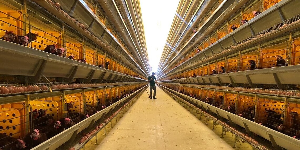 Grandes empresas devem seguir protocolos veterinários para garantir saúde das aves em todo o sistema de produção. Foto: Fabiana Matos/Idaf