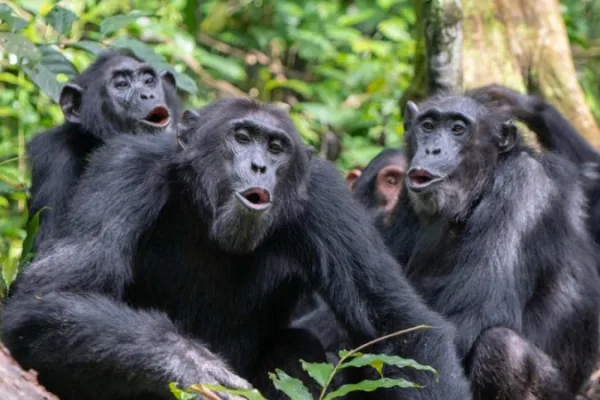 Chimpanzés têm genes que protegem contra a malária