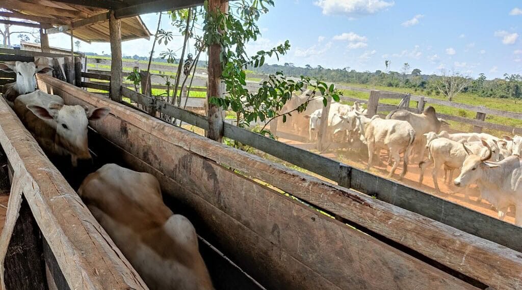 Agropecuária é um dos setores que apresentou mais avanços. Foto: Arquivo/Secom