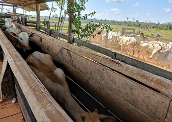 Agropecuária é um dos setores que apresentou mais avanços. Foto: Arquivo/Secom