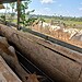 Agropecuária é um dos setores que apresentou mais avanços. Foto: Arquivo/Secom
