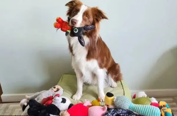 Cachorra 'superdotada'? A border collie brasileira que sabe 200 palavras e virou estrela de pesquisa