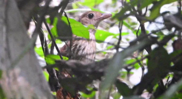 Ave rara é fotografada pela primeira vez no Parque Estadual Chandless