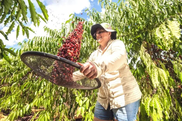 Governo do Acre abre credenciamento para empresas patrocinadoras do Concurso Qualidade do Café