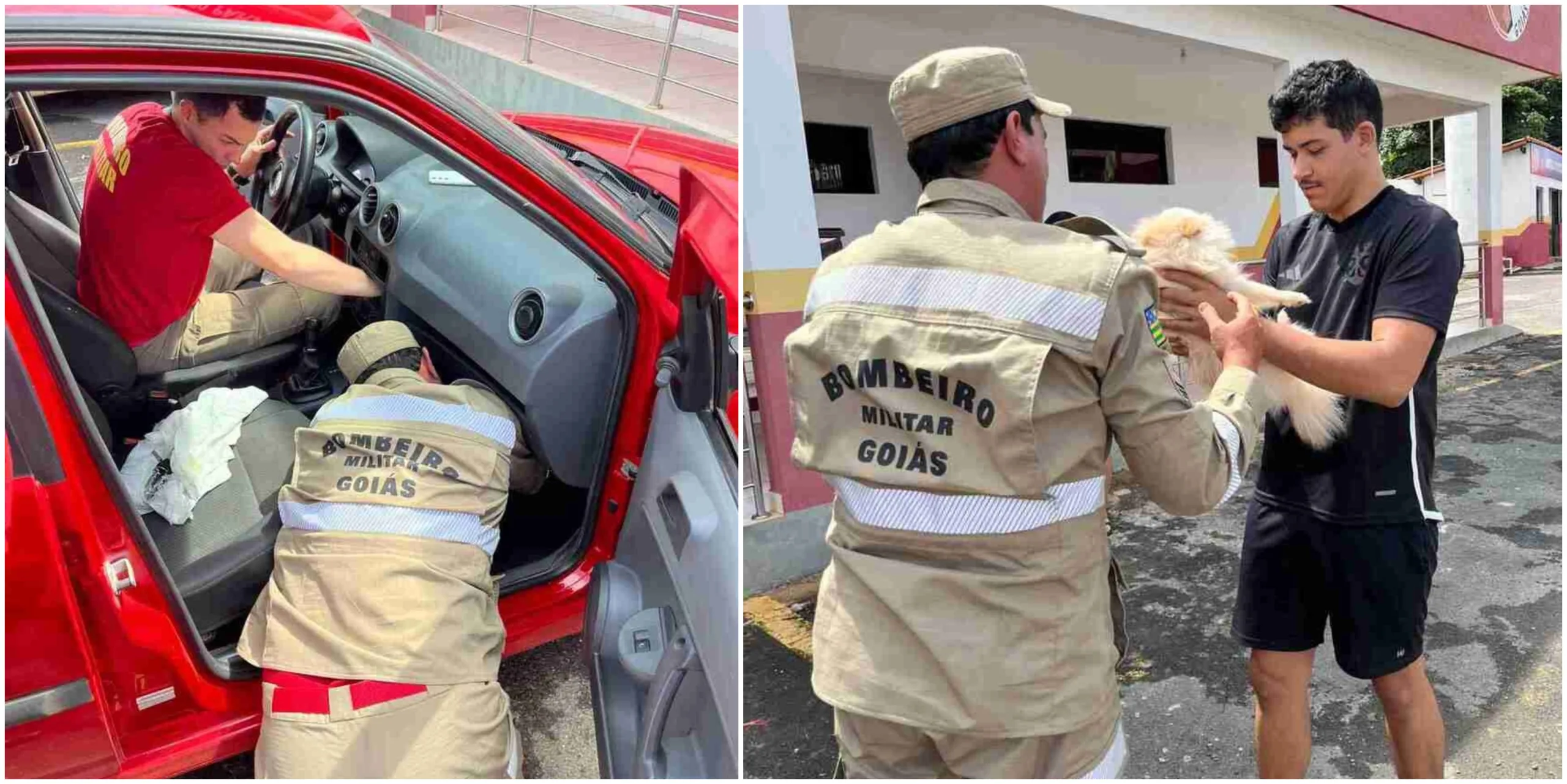 Cachorro preso em painel de carro é resgatado por bombeiros