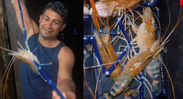 Camarão azul gigante chama atenção de pescadores no Pará