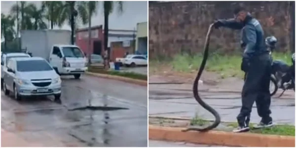 Sucuri de cerca de 2 metros é resgatada ao tentar atravessar Avenida Amadeo Barbosa, em Rio Branco