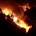 Incêndio florestal atinge Califórnia, estado declara emergência. Foto: Reprodução