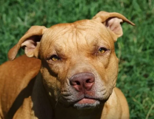 Bebê de 9 meses é atacado por pit-bull enquanto dormia