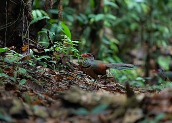 Jacu-estalo-de-bico-vermelho (Neomorphus pucheranii) - Foto: Luis Morais