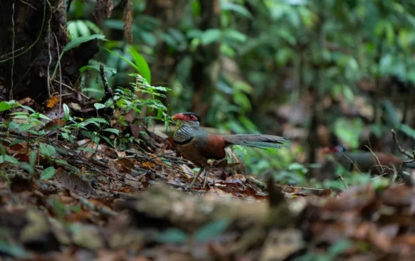 Registro raro de ave é feito por pesquisador no Parque Nacional da Serra do Divisor