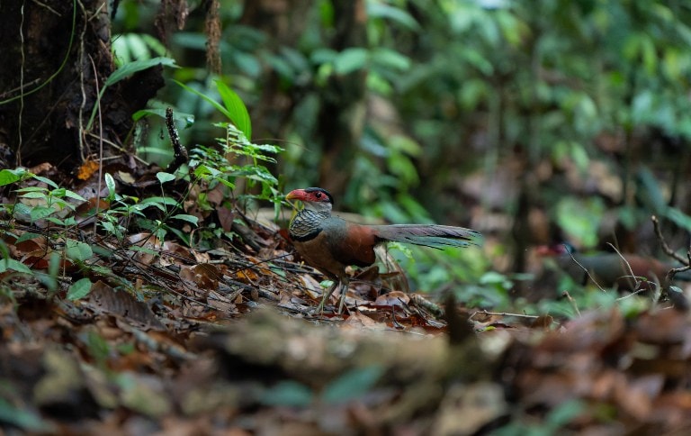 Jacu-estalo-de-bico-vermelho (Neomorphus pucheranii) - Foto: Luis Morais