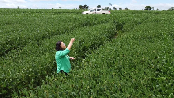 Idaf alerta produtores sobre obrigatoriedade do cadastro de plantio de soja para controle da ferrugem asiática no Acre