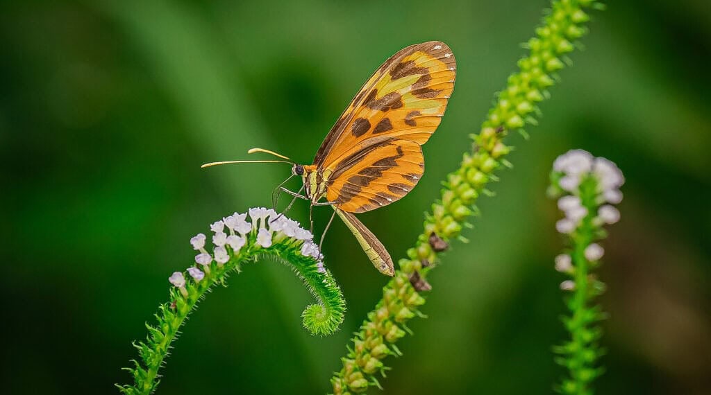 Imagens destacam cores vibrantes da fauna e flora amazônica. Foto: Cleiton Lopes/Secom