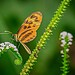 Imagens destacam cores vibrantes da fauna e flora amazônica. Foto: Cleiton Lopes/Secom