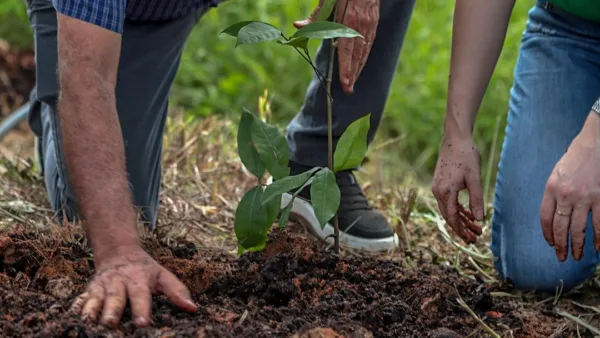 Prefeitura de Rio Branco planta mais de 400 mudas em Área de Preservação Permanente