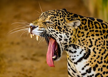 Foto: Juan Vicent Diaz