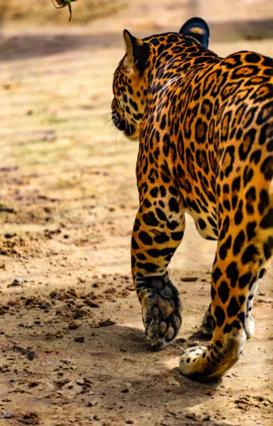 Parque Chico Mendes: um dos 100 destinos mais sustentáveis do mundo e lar para mais de 270 animais no Acre