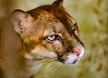 Parque Chico Mendes: um dos 100 destinos mais sustentáveis do mundo e lar para mais de 270 animais no Acre