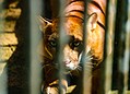 Parque Chico Mendes: um dos 100 destinos mais sustentáveis do mundo e lar para mais de 270 animais no Acre