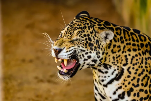 Parque Chico Mendes: um dos 100 destinos mais sustentáveis do mundo e lar para mais de 270 animais no Acre