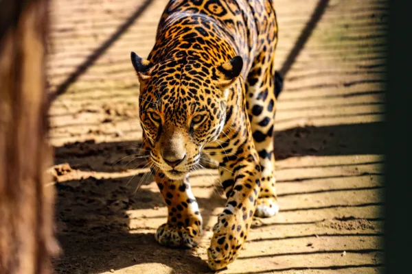 Parque Chico Mendes: um dos 100 destinos mais sustentáveis do mundo e lar para mais de 270 animais no Acre